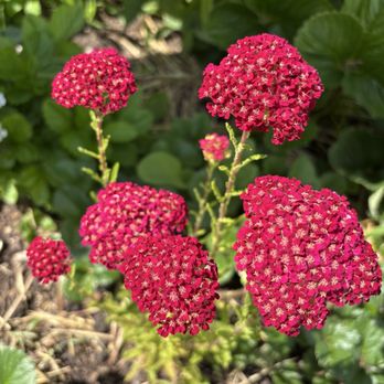 The People's Garden - Yarrow - Community Gardens Near Me - Washington, DC, District of Columbia The People's Garden - Yarrow - Community Gardens Near Me - Washington, DC, District of Columbia