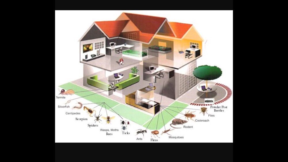 AIRTIGHT ENVIRONMENTAL PEST CONTROL Updated September 2024 11