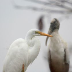 Sweetwater Wetlands Park - A great egret watches my steps, along with its American stork pal in the thick morning fog.