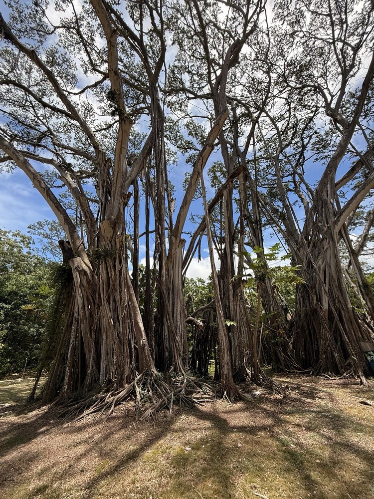 Kikos Tours Oahu Logo