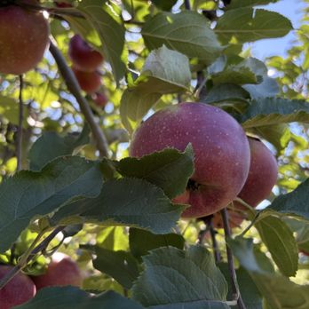 Stribling Orchard - Fruits & Veggies Near Me - Markham, Virginia