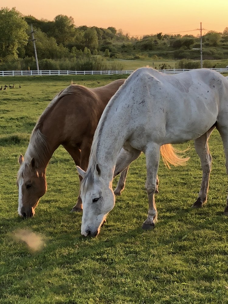 GLADSTONE RIDGE FARM Updated September 2024 325 Leask Ln, Lisle