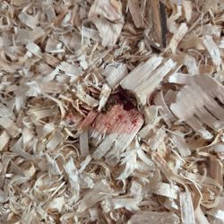 Hawthorne Country Store - Chicks have Bloody poop, they are infected wirh Coccidiosis