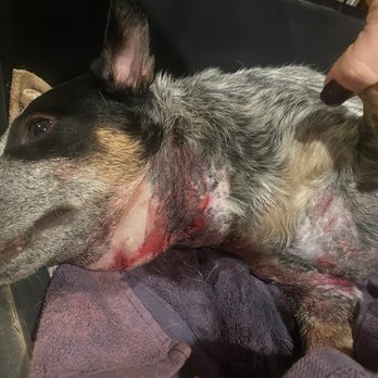 Grayson County Animal Emergency Clinic - Memphis- just after we left the "ER Vet" - Veterinarians Near Me - Denison, Texas Grayson County Animal Emergency Clinic - Memphis- just after we left the "ER Vet" - Veterinarians Near Me - Denison, Texas