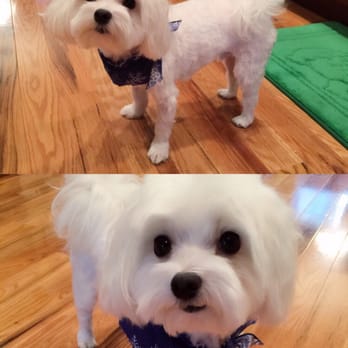 K9 Design Grooming - Very stylish my puppy!!! Thanks to K-9!!! :) - Pet Groomers Near Me - Cranston, Rhode Island