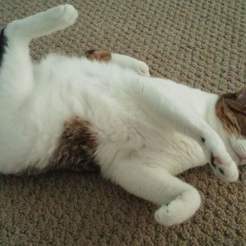 Little Rascals Cat Sitting - Tinkydink - Pet Sitting Near Me Little Rascals Cat Sitting - Tinkydink - Pet Sitting Near Me