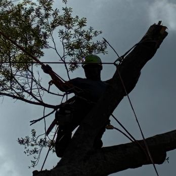 Georgia Tree Company - Tree Services Near Me - Alpharetta, Georgia Georgia Tree Company - Tree Services Near Me - Alpharetta, Georgia