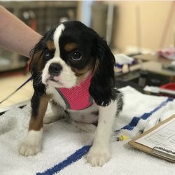 American Pet Clinic
