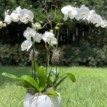 E&B Orchid Exchange - Free delivery to local area - Floral Designers Near Me E&B Orchid Exchange - Free delivery to local area - Floral Designers Near Me