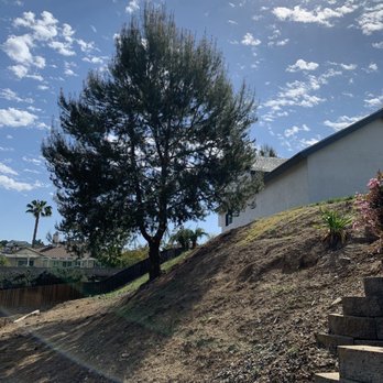 Five Star Tree Care - After! - Tree Services Near Me