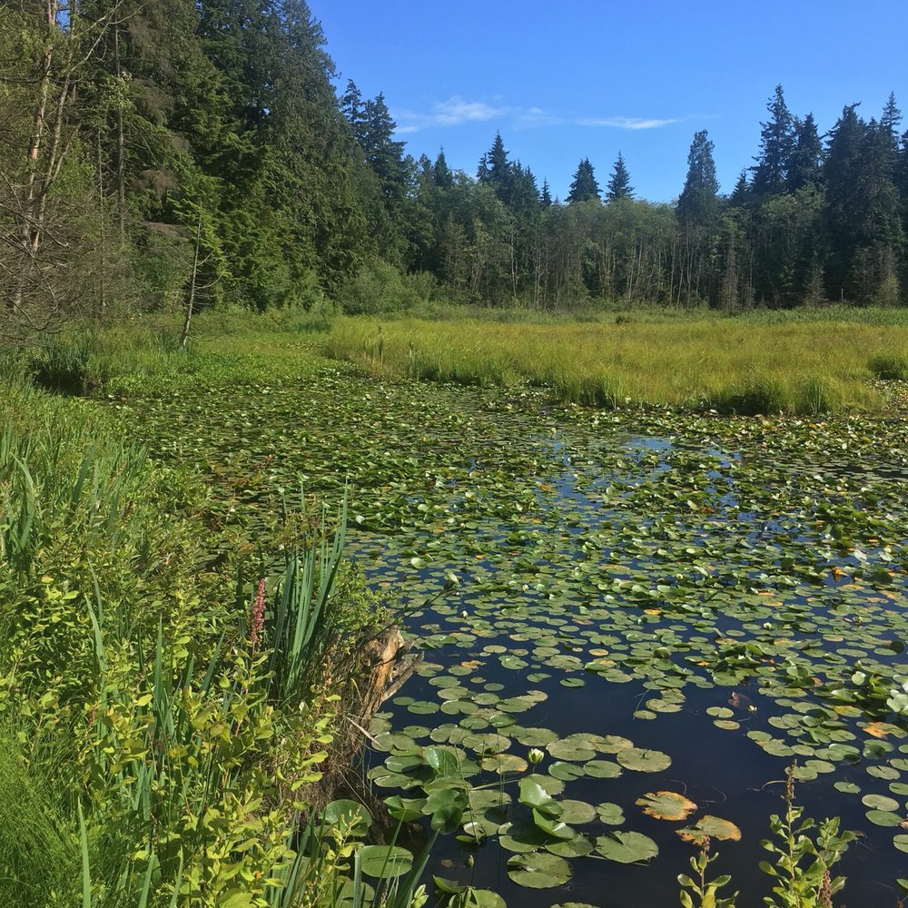 Beaver Lake - Parks Near Me - Vancouver, British Columbia