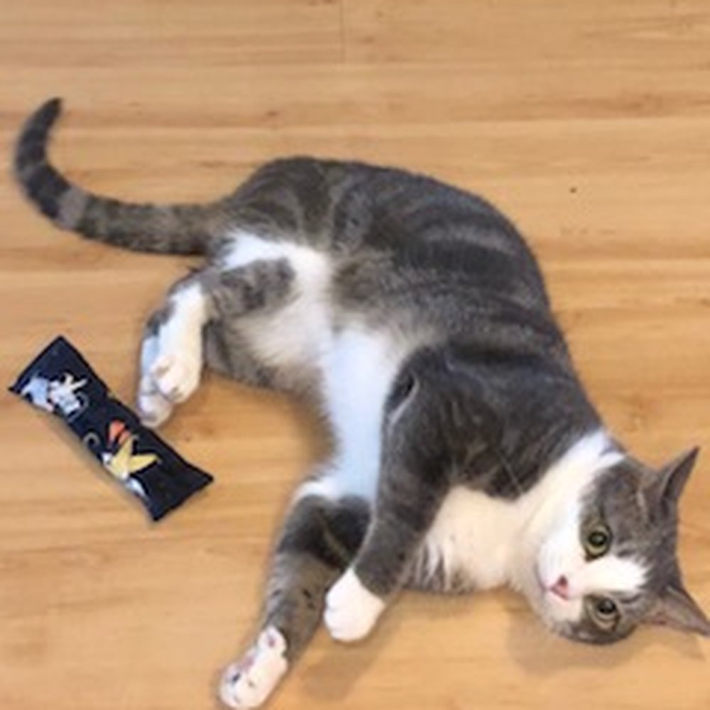 Doggies Angels - Bubba enjoying playtime with a fresh catnip toy. - Dog Walkers Near Me
