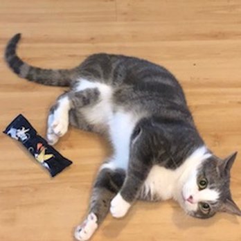 Doggies Angels - Bubba enjoying playtime with a fresh catnip toy. - Dog Walkers Near Me Doggies Angels - Bubba enjoying playtime with a fresh catnip toy. - Dog Walkers Near Me