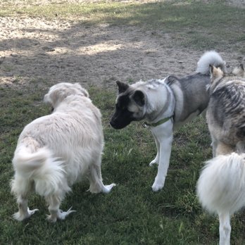 Sunny's Dog Park - Dog Parks Near Me - Alameda, California Sunny's Dog Park - Dog Parks Near Me - Alameda, California