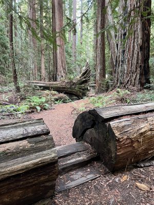 Montgomery Woods State Natural Reserve by null