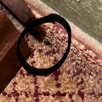 Red Lion Inn & Suites Perris - Someone's toe nail and dead bug - Hotels Near Me - Perris, California Red Lion Inn & Suites Perris - Someone's toe nail and dead bug - Hotels Near Me - Perris, California