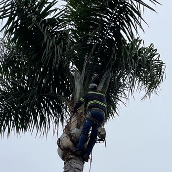Arroyo Tree Service - They use harnesses and ropes for safety and to make sure nothing is damaged. - Tree Services Near Me - Vista, California