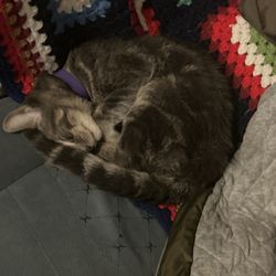 Animal Friends Humane Society - 2 hours after we took her home
