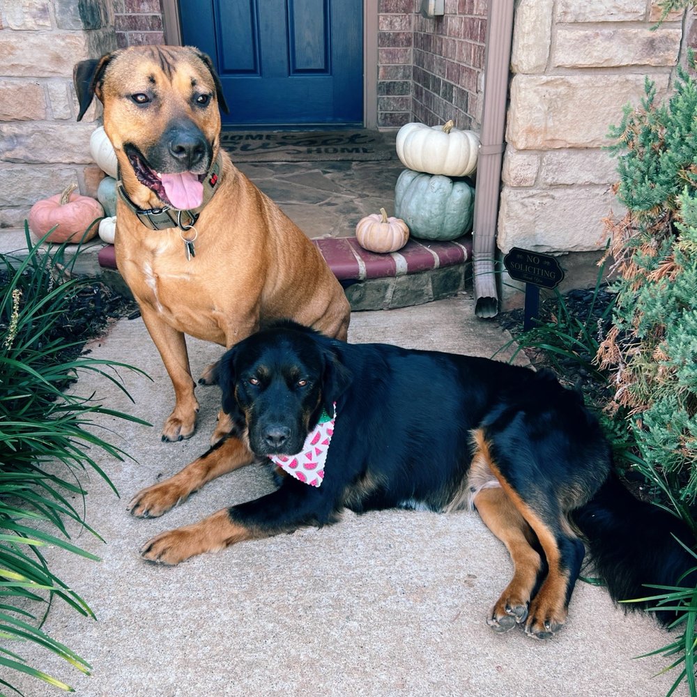 Zoomin Groomin - Edmond, Oklahoma - Mara had the full spa treatment & Finnegan got his nails trimmed. - Pet Groomers Near Me Zoomin Groomin - Edmond, Oklahoma - Mara had the full spa treatment & Finnegan got his nails trimmed. - Pet Groomers Near Me