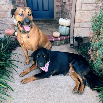 Zoomin Groomin - Edmond, Oklahoma - Mara had the full spa treatment & Finnegan got his nails trimmed. - Pet Groomers Near Me Zoomin Groomin - Edmond, Oklahoma - Mara had the full spa treatment & Finnegan got his nails trimmed. - Pet Groomers Near Me