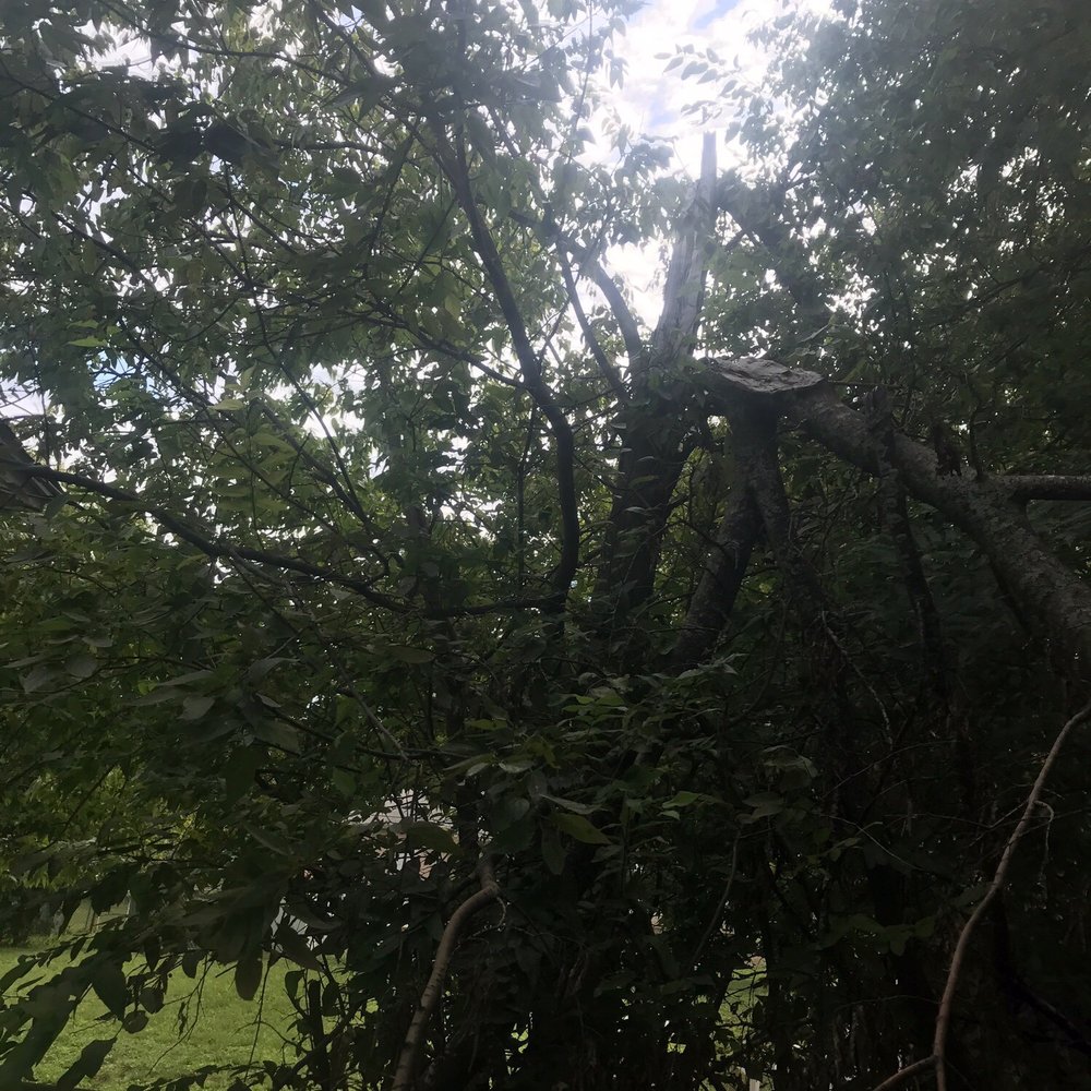 Lawson's Tree Service & Landscaping - Tree Services Near Me - Buckholts, Texas Lawson's Tree Service & Landscaping - Tree Services Near Me - Buckholts, Texas