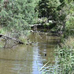 Lilydale Lake - Stream