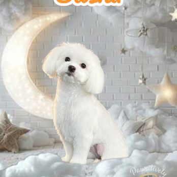 Pawsitively Divine Dog & Cat Grooming - Pet Groomers Near Me - Terrell, Texas Pawsitively Divine Dog & Cat Grooming - Pet Groomers Near Me - Terrell, Texas