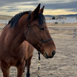 Zuma's Rescue Ranch - Bay horse