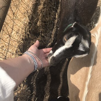 Stepladder Ranch & Creamery - Awwwe... - Ranches Near Me - Cambria, California Stepladder Ranch & Creamery - Awwwe... - Ranches Near Me - Cambria, California