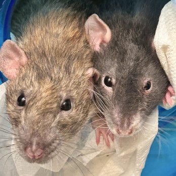 VEG ER for Pets - Apricot and Phoebe - Emergency Pet Hospital Near Me - Stevenson Ranch, California