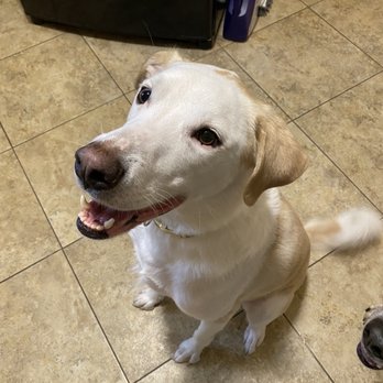 Anderson's Mrs Pet Grooming - Archer is looking so fresh and soft. He smells great!!! - Pet Groomers Near Me - Saint Louis, Missouri Anderson's Mrs Pet Grooming - Archer is looking so fresh and soft. He smells great!!! - Pet Groomers Near Me - Saint Louis, Missouri