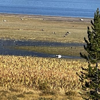 Hebgen Lake - Birds enjoying a morning breakfast. - Lakes Near Me - West Yellowstone, Montana Hebgen Lake - Birds enjoying a morning breakfast. - Lakes Near Me - West Yellowstone, Montana