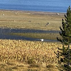 Hebgen Lake - Birds enjoying a morning breakfast.
