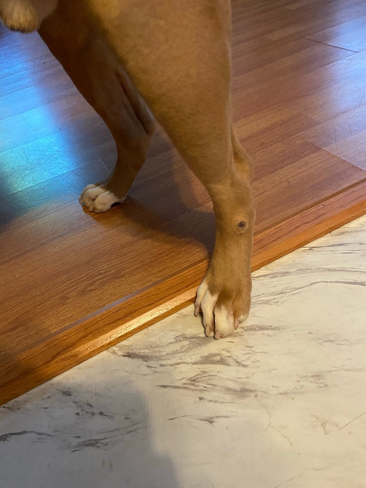 PET PALACE CHARLOTTE Updated August 2024 14 Reviews 2320