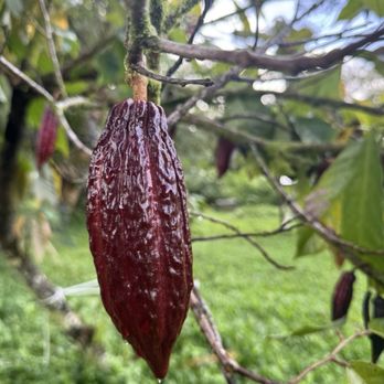 Hawaiian Sanctuary - cacao, who doesn't love chocolate? - Health Retreats Near Me - Pāhoa, Hawaii Hawaiian Sanctuary - cacao, who doesn't love chocolate? - Health Retreats Near Me - Pāhoa, Hawaii