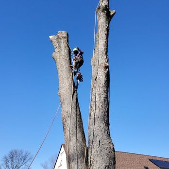 Flores Tree Services & Landscaping - Flores Tree Service - Landscaping Near Me - Warminster, Pennsylvania Flores Tree Services & Landscaping - Flores Tree Service - Landscaping Near Me - Warminster, Pennsylvania