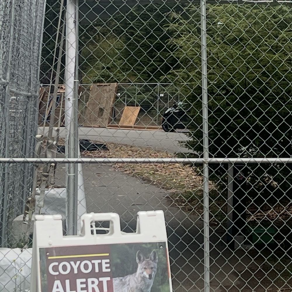 Sushi Uma - Don't feed the Coyotes inside Outside Lands in SF - Sushi Bars Near Me - San Francisco, California Sushi Uma - Don't feed the Coyotes inside Outside Lands in SF - Sushi Bars Near Me - San Francisco, California