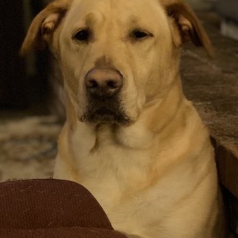 Suds Em Yourself - Cooper is always hoping for food - Pet Groomers Near Me - Eugene, Oregon