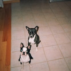 DogsBest Friends Pet Service Inc