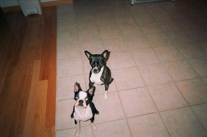 DogsBest Friends Pet Service Inc - pet boarding facility in Millbury, MA