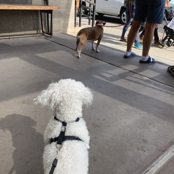 Postino East - Pups enjoyed their morning on the patio, even made some friends! - Wine Bars Near Me - Gilbert, Arizona Postino East - Pups enjoyed their morning on the patio, even made some friends! - Wine Bars Near Me - Gilbert, Arizona