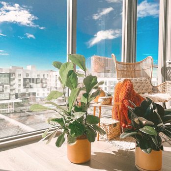 The Plant Chica - Fiddle leaf fig bush and rubber tree. The pots are from The Plant Chica, too! - Nurseries & Gardening Near Me - leimert park, California The Plant Chica - Fiddle leaf fig bush and rubber tree. The pots are from The Plant Chica, too! - Nurseries & Gardening Near Me - leimert park, California