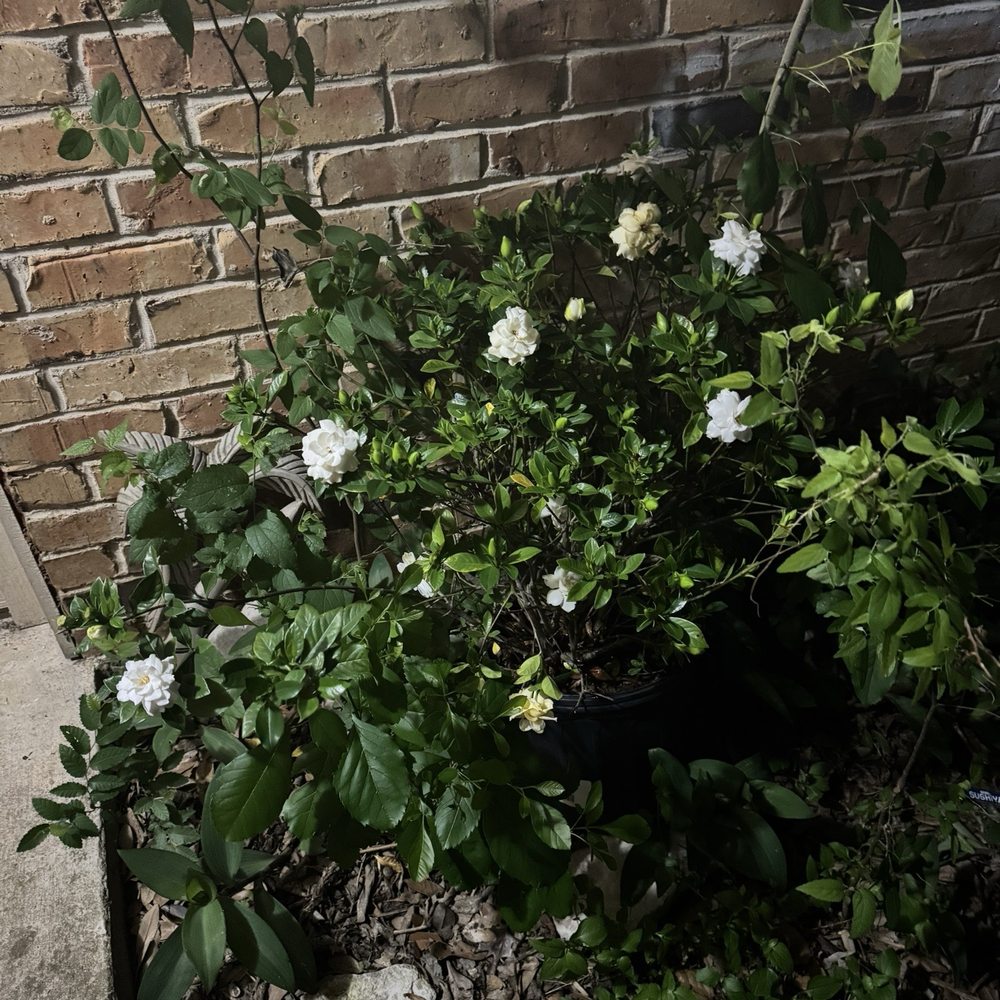 Shoal Creek Nursery - A beautiful gardenia from the nursery nestled in my door weeds. - Nurseries & Gardening Near Me - Austin, Texas Shoal Creek Nursery - A beautiful gardenia from the nursery nestled in my door weeds. - Nurseries & Gardening Near Me - Austin, Texas