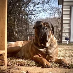 Pet Craze - Murphie Brown posing for a pretty fall picture!!