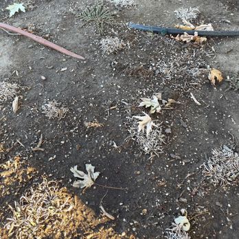 MC Landscaping - Drought tolerant ground cover they installed which died, as well as bonus weeds the team routinely ignores - Landscaping Near Me - Lakewood, California