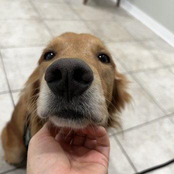 USA Pet Resorts - Sweet boi - Pet Boarding Near Me - Spring, Texas USA Pet Resorts - Sweet boi - Pet Boarding Near Me - Spring, Texas