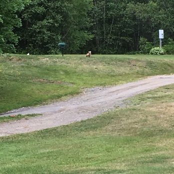 Hillcrest Golf Club - The fox that mans the green at the 6th! Watch out for him - he's sneaky! - Golf Near Me - Millinocket, Maine