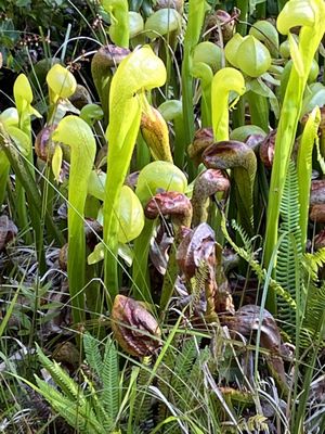Darlingtonia State Natural Site by null
