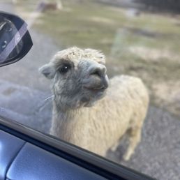 Llama in drive-thru coming up to car for the goods! Llama in drive-thru coming up to car for the goods!