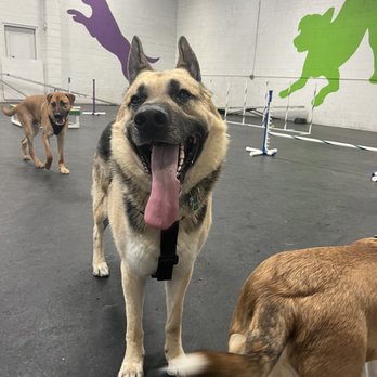 Frolick Dogs - Pet Sitting Near Me - Alexandria, Virginia Frolick Dogs - Pet Sitting Near Me - Alexandria, Virginia